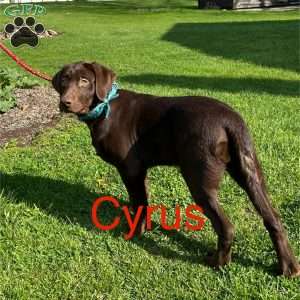 Cyrus, Chocolate Labrador Retriever Puppy
